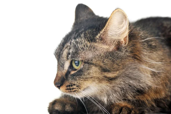 Grijs gestreepte kat — Stockfoto