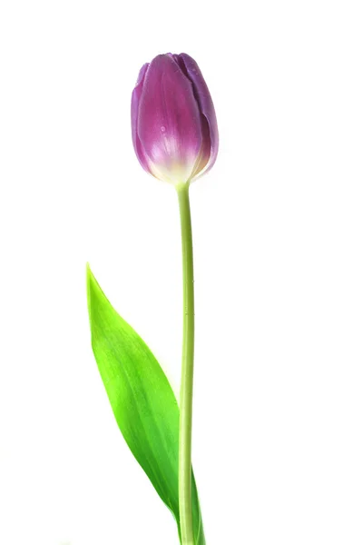 stock image Violet tulip