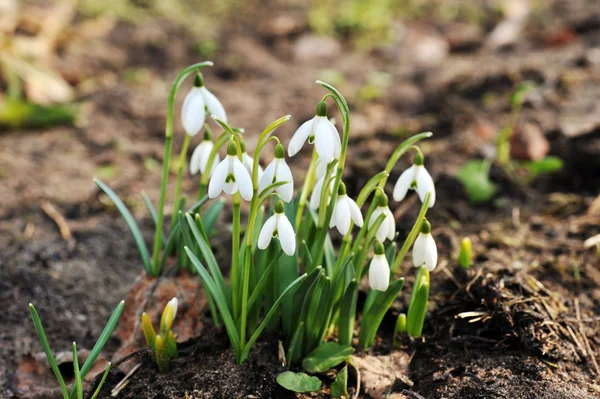 stock image Snowdrop flowers