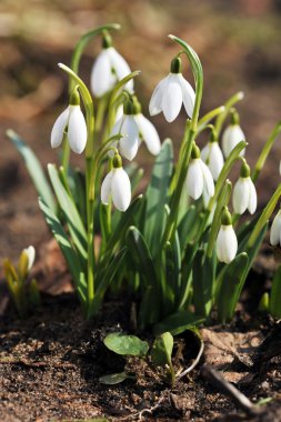 Snowdrop flowers clipart