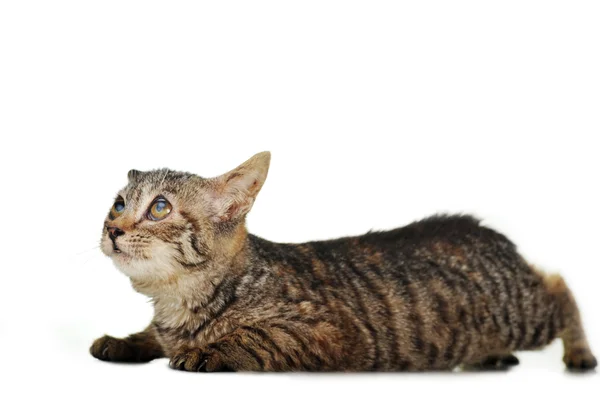 Gri çizgili kedi yavrusu — Stok fotoğraf