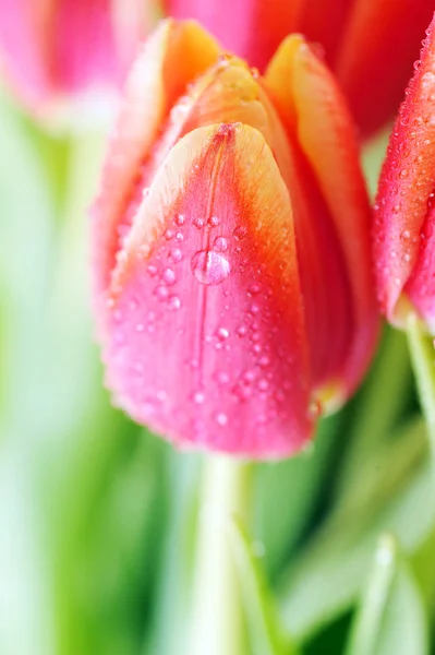 Tulipán a mnoho listy — Stock fotografie