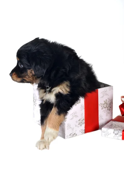 Köpek ve hediye kutusu — Stok fotoğraf
