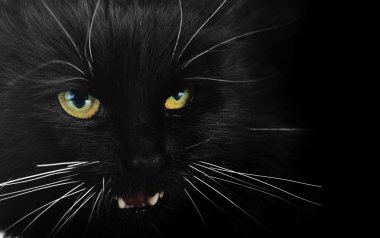 Black cat clipart