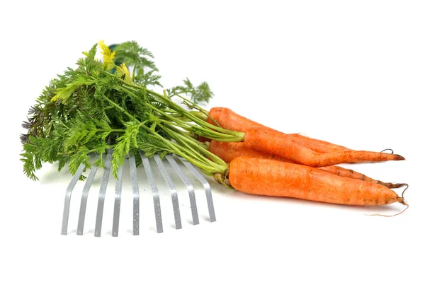 Strumenti per il giardinaggio e la carota — Foto Stock