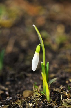 Snowdrop flowers clipart