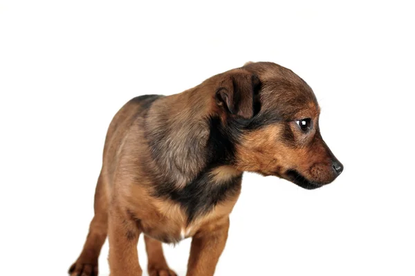 Brązowy pies — Zdjęcie stockowe