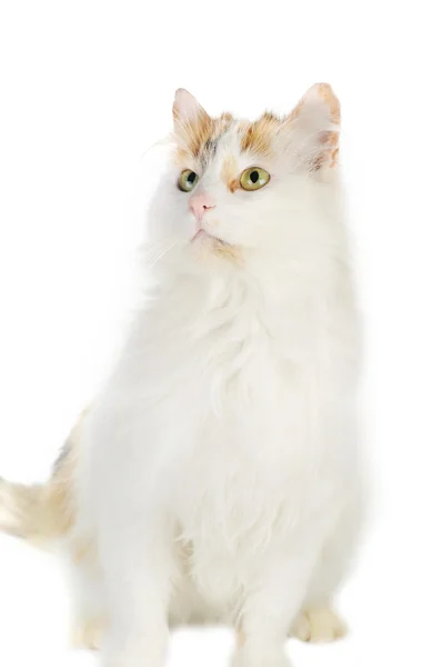 Vit katt med rödbrun fläckar — Stockfoto