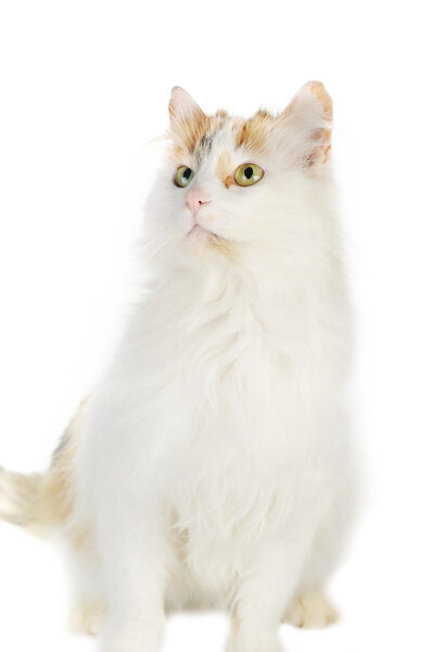 White cat with russet stains