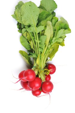 Red radish clipart