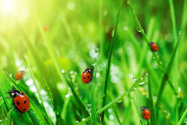 Свежая зеленая трава с каплями воды — стоковое фото