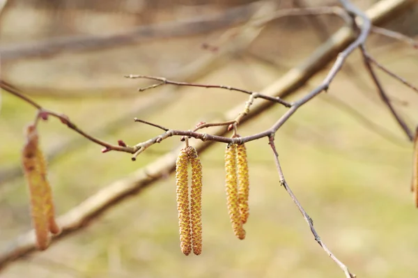 Floarea arborelui de alun — Fotografie, imagine de stoc