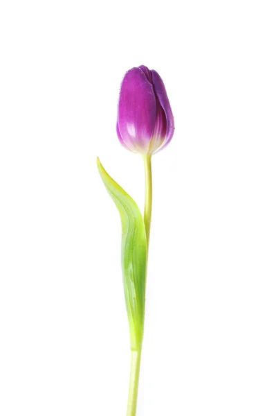 紫チューリップ — ストック写真