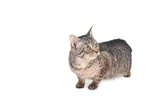 グレーのストライプの子猫 — ストック写真