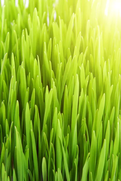 Frisches Gras Stockbild