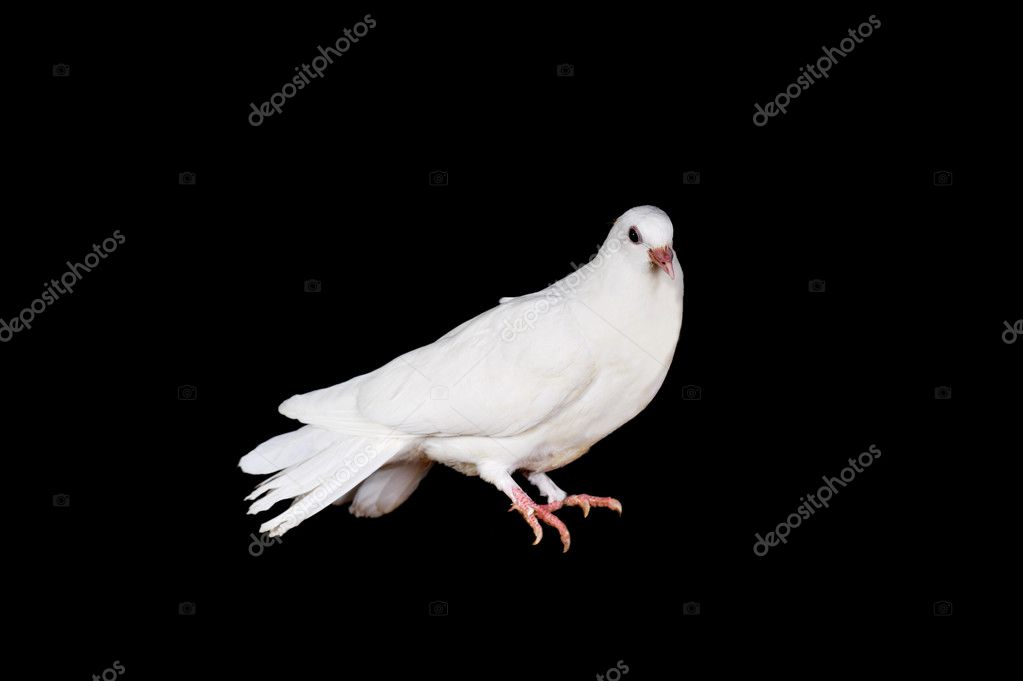 White pigeon — Stock Photo © Taden1 2887265