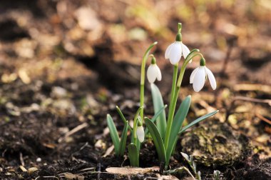 Snowdrop flowers clipart