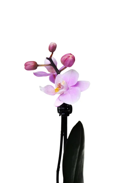 Bloemen van prachtige orchid geïsoleerd — Stockfoto