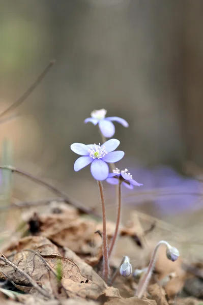 Çiçek açması mantarı — Stok fotoğraf