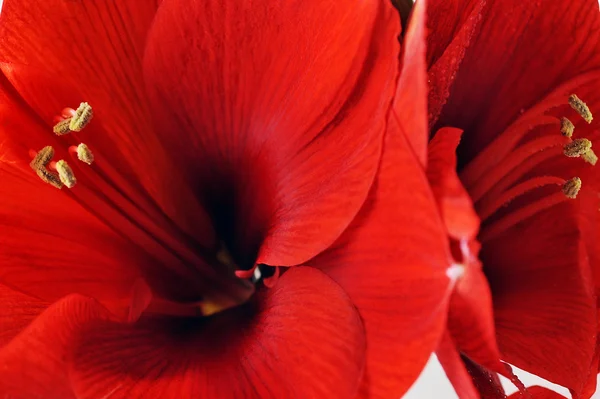 Flor Amaryllis — Fotografia de Stock