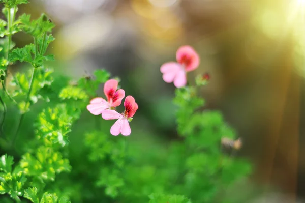 Маленькие цветы в поле — стоковое фото