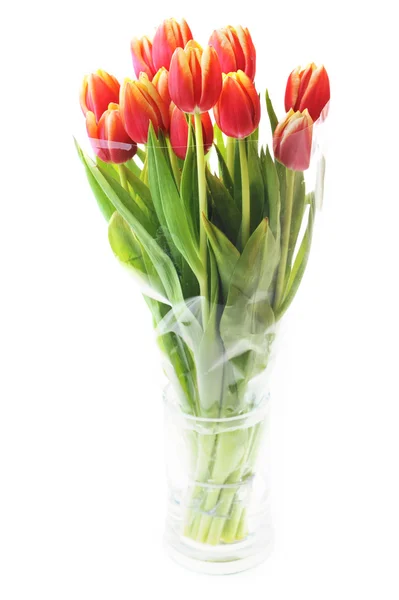 Tulips in glass vase — Stock Photo, Image