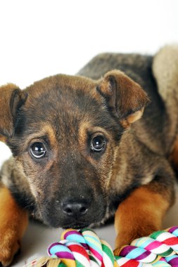 kahverengi köpek