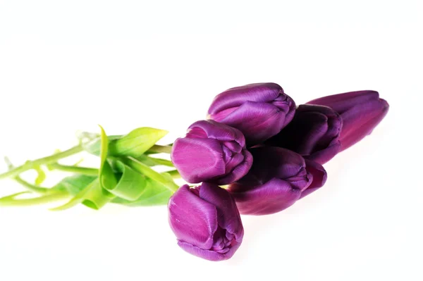 Lila tulipán — Stock Fotó