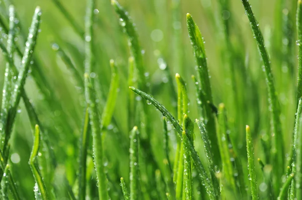 Dauw op groen gras — Stockfoto