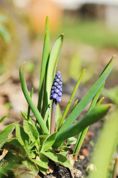 Hyacint květ — Stock fotografie