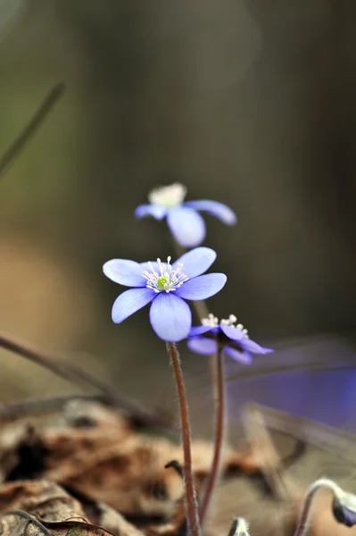 Çiçek açması mantarı — Stok fotoğraf