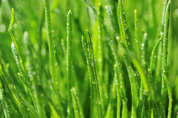 Dew on green grass — Stock Photo, Image