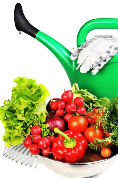 Watering can and vegetables. Stock Image