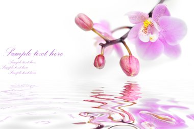 Flowers of beautiful orchid isolated clipart