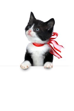 Cute kitten on white clipart