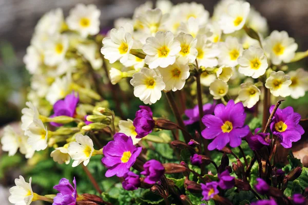 stock image Blossoming flowers of primrose