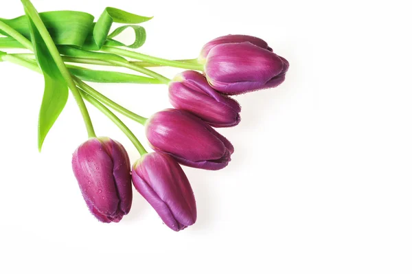 Tulipani viola — Foto Stock