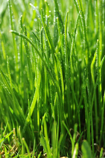 Rocío sobre hierba verde —  Fotos de Stock