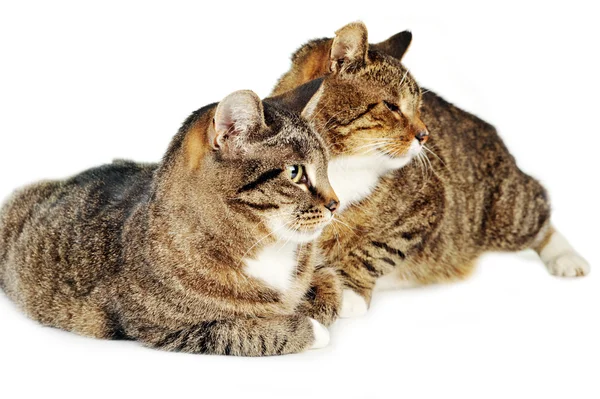 Två grå kattungar — Stockfoto