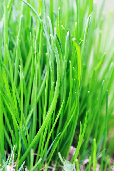 Groen gras close up — Stockfoto