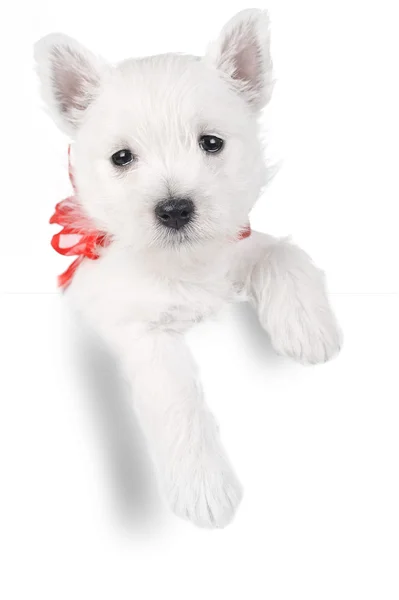 Cute puppy in present box — Stock Photo, Image