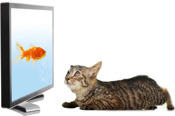 Gato olhando para peixes — Fotografia de Stock