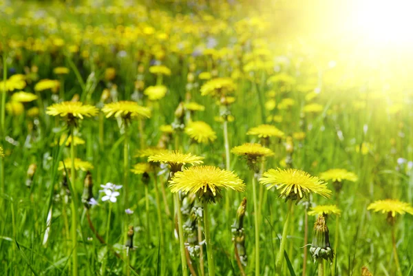 Landscape of yellow dandelion fielad — Stock Photo, Image