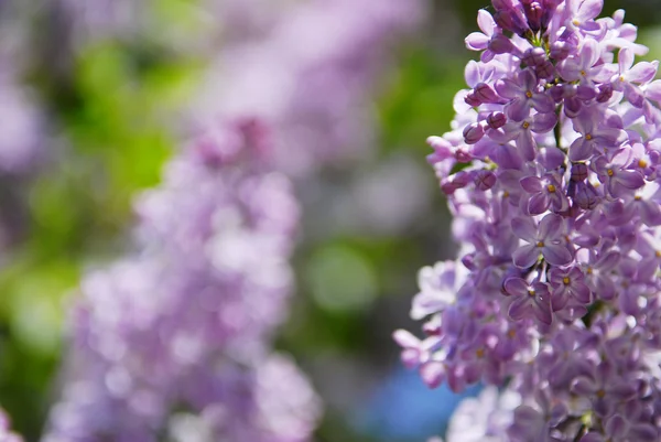 Beautiful lilac flowers — 스톡 사진