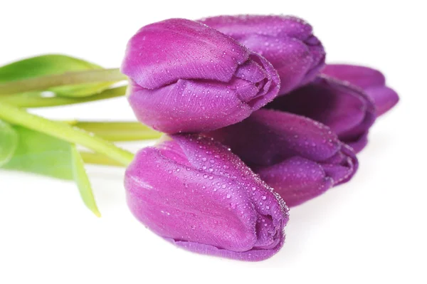 Violet tulips — Stock Photo, Image