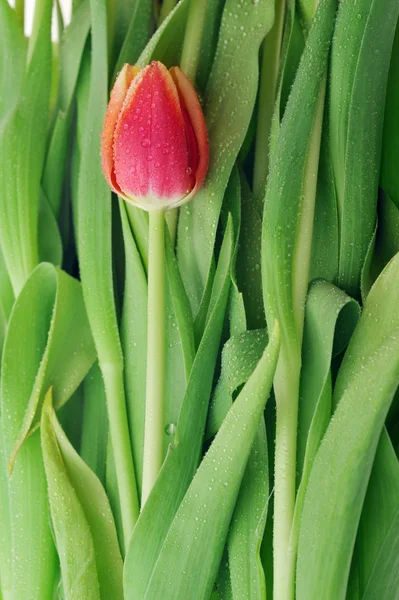 Tulipan i wielu liści — Zdjęcie stockowe