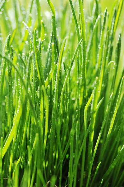 Dauw op groen gras — Stockfoto