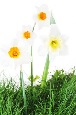 çiçek narcissuses