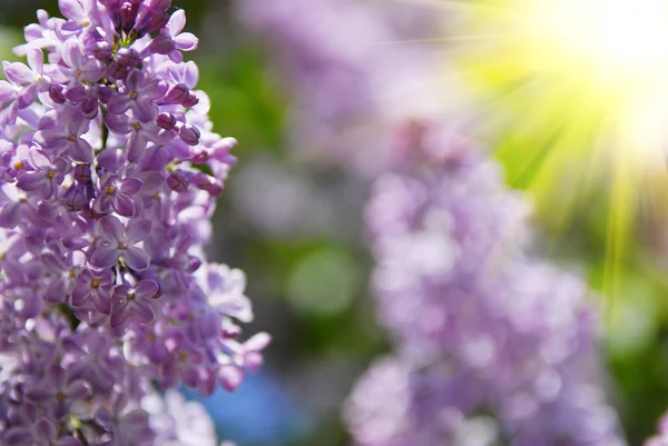 美しいライラック色の花 — ストック写真