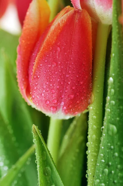 Tulip en veel bladeren — Stockfoto
